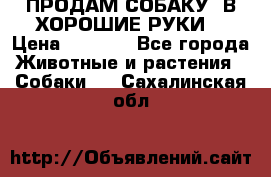 ПРОДАМ СОБАКУ  В ХОРОШИЕ РУКИ  › Цена ­ 4 000 - Все города Животные и растения » Собаки   . Сахалинская обл.